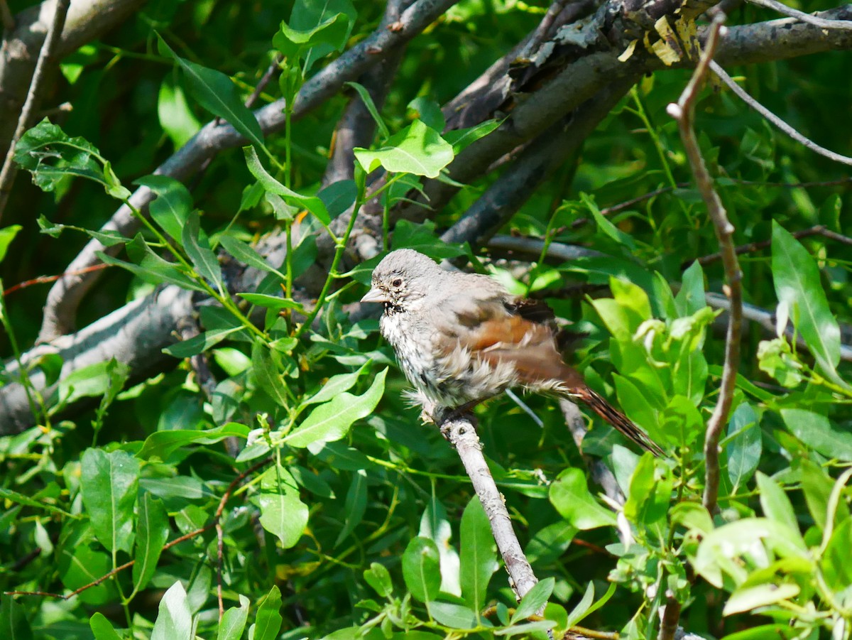 Fox Sparrow - ML638194240