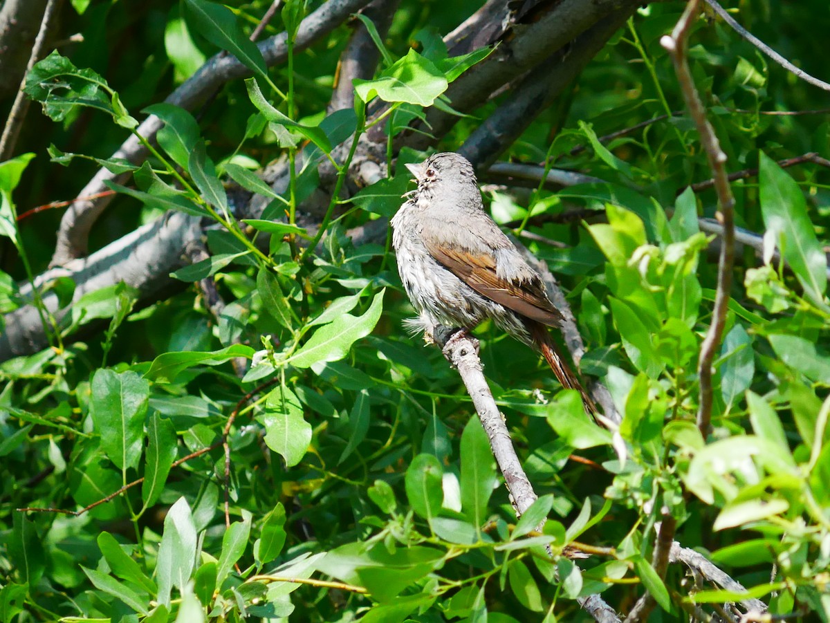 Fox Sparrow - ML638194241