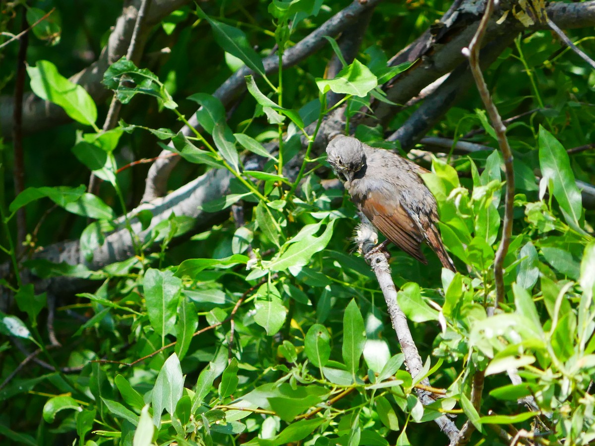 Fox Sparrow - ML638194243