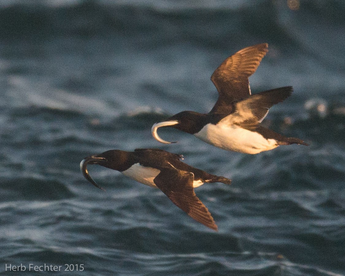 Thick-billed Murre - ML638194251