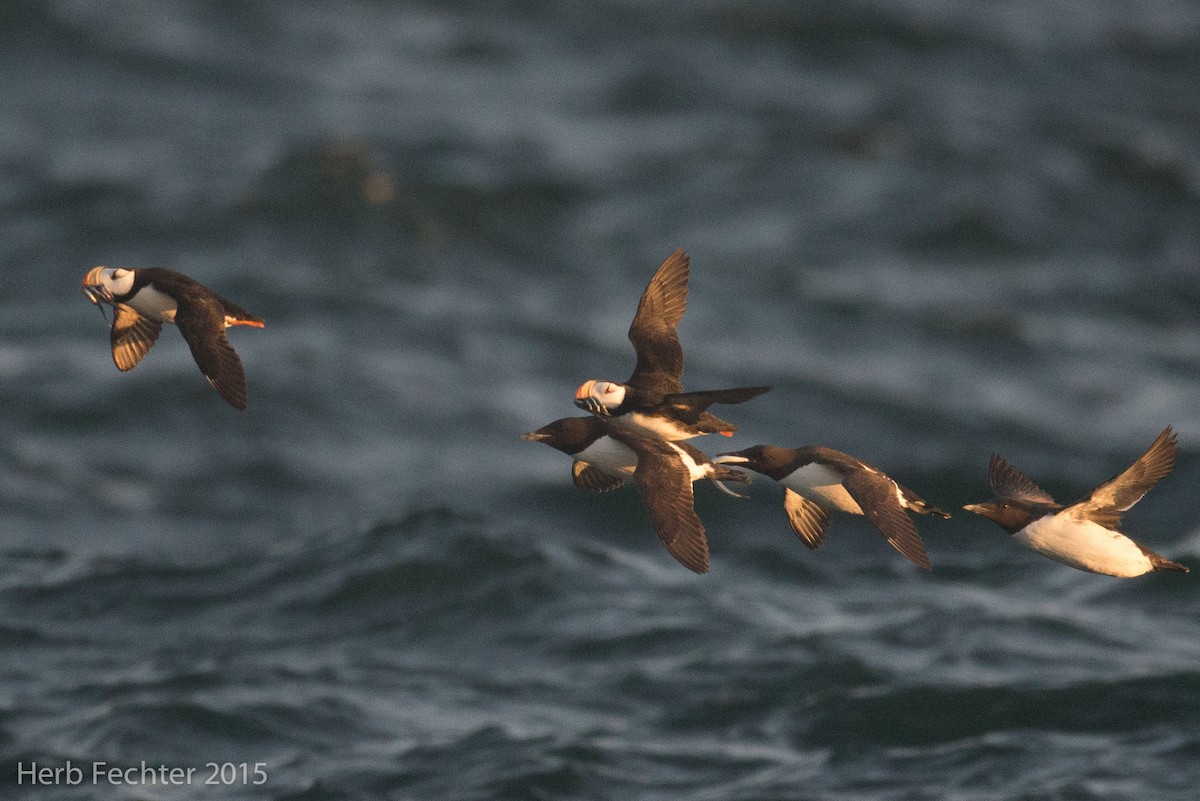Thick-billed Murre - ML638194252