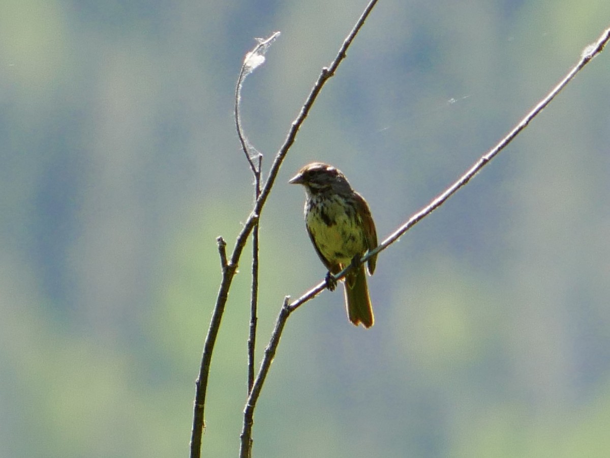 Song Sparrow - ML638194253