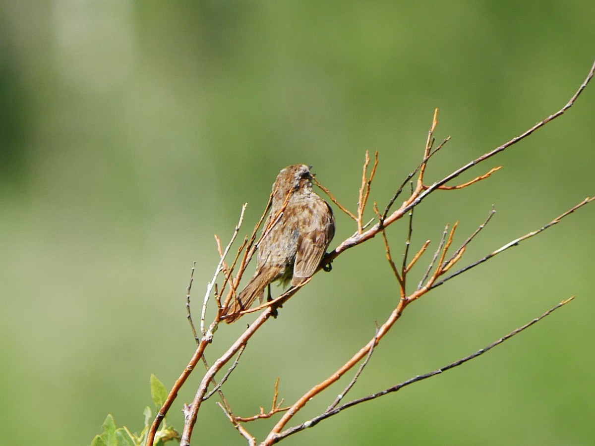 Song Sparrow - ML638194254