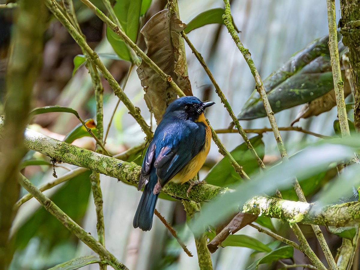 Sulawesi Blue Flycatcher (Sulawesi) - ML638194276