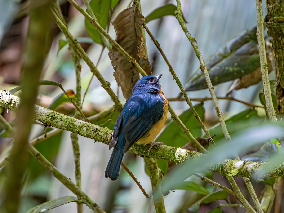 Sulawesi Blue Flycatcher (Sulawesi) - ML638194278