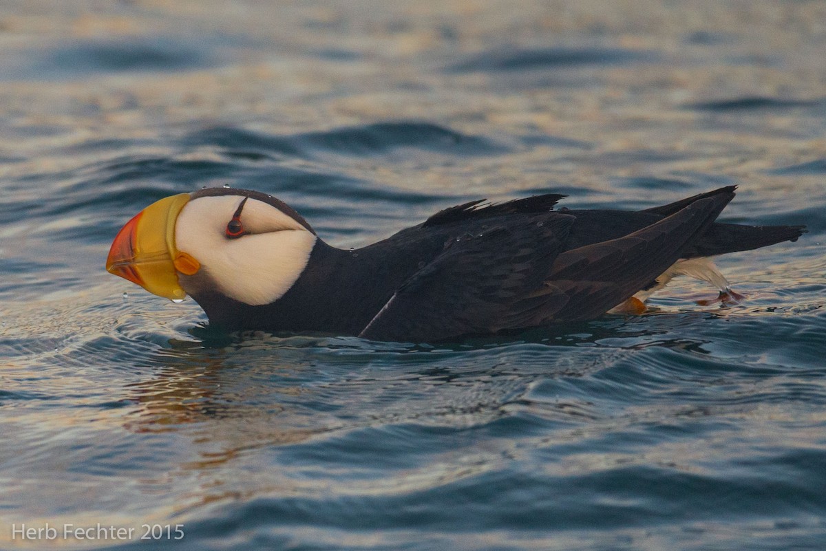 Horned Puffin - ML638194280