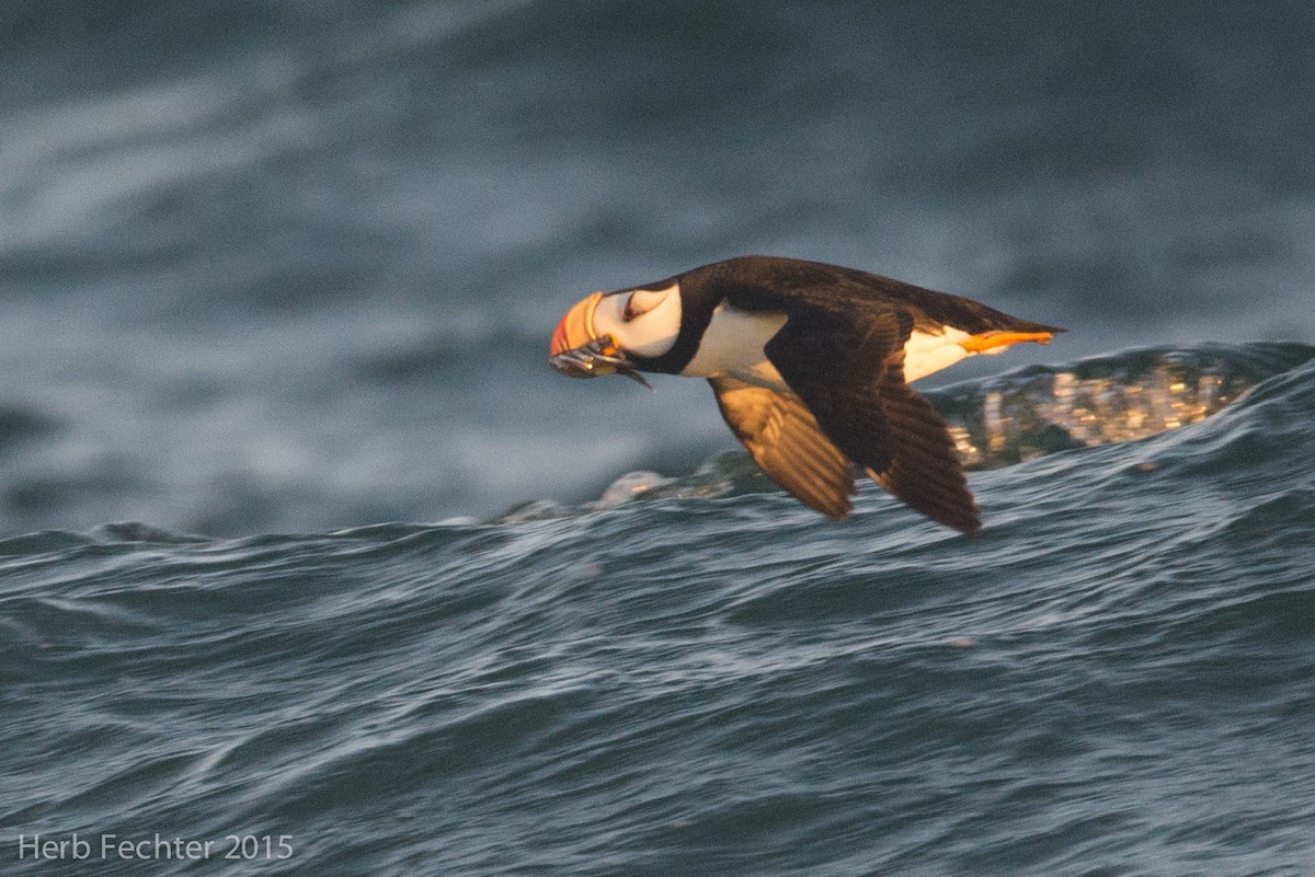 Horned Puffin - ML638194281