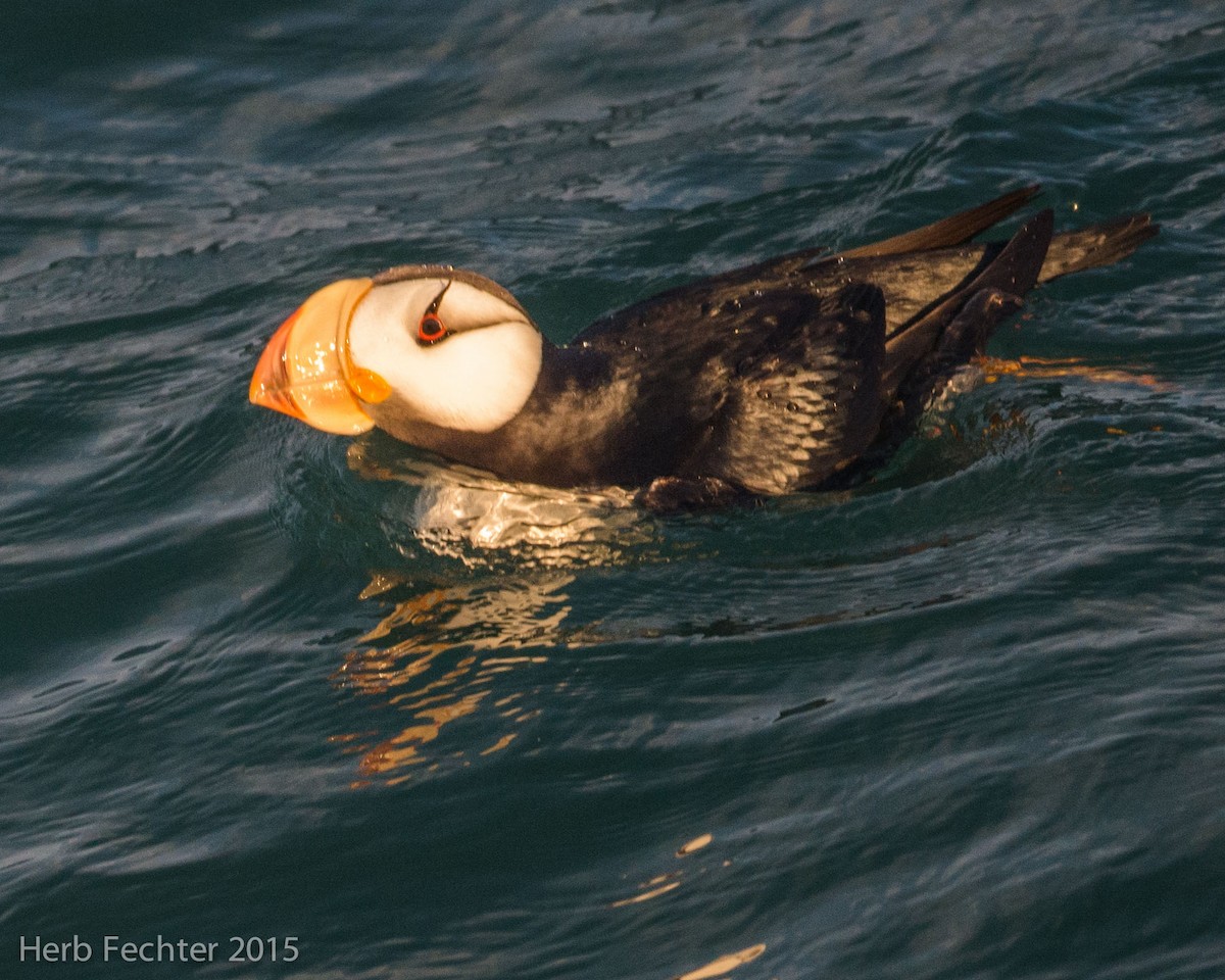 Horned Puffin - ML638194283