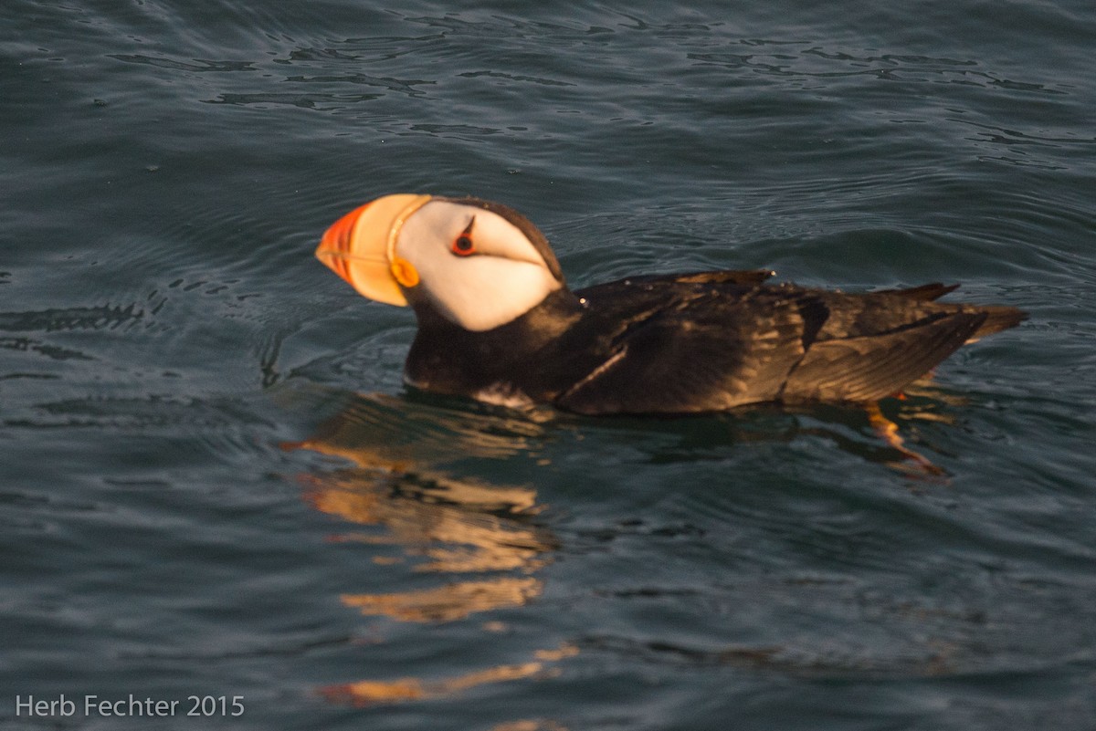 Horned Puffin - ML638194284
