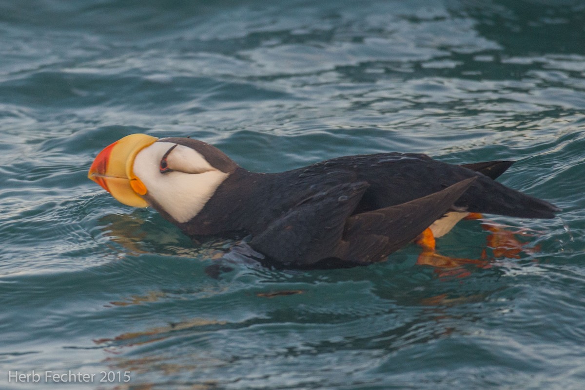 Horned Puffin - ML638194285