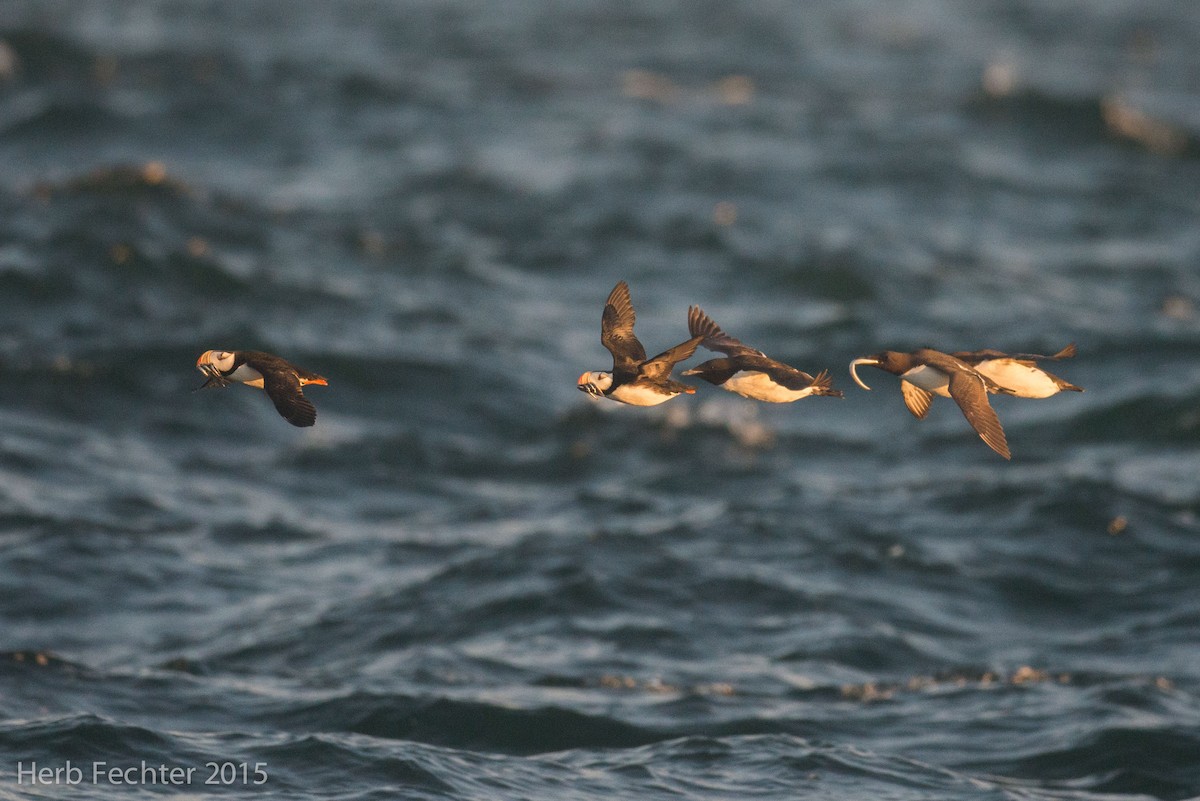 Horned Puffin - ML638194286