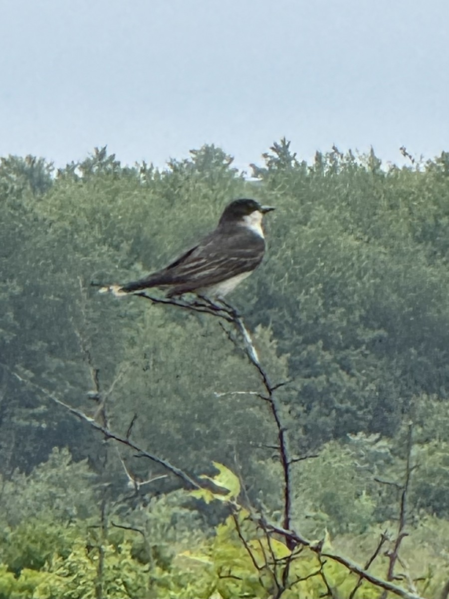 Eastern Kingbird - ML638194300