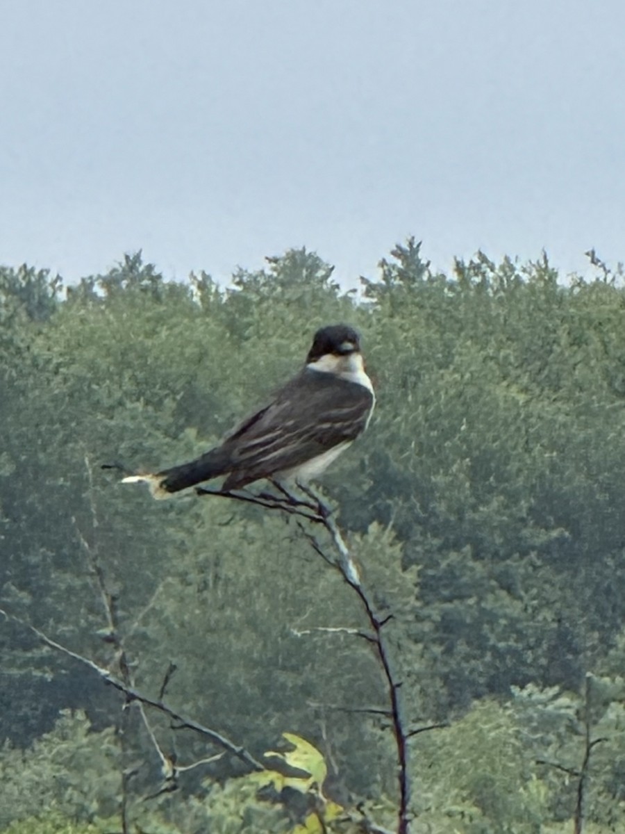 Eastern Kingbird - ML638194301