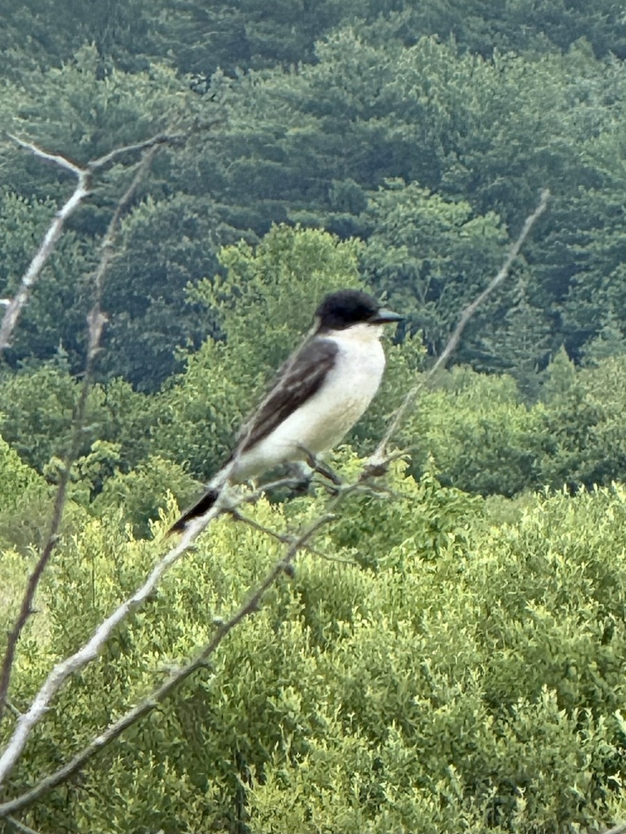 Eastern Kingbird - ML638194302