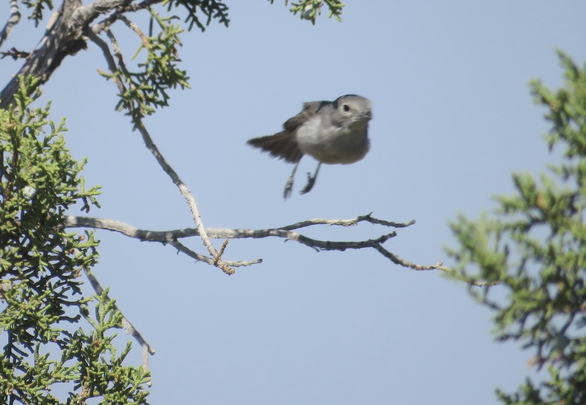Gray Vireo - ML638194304
