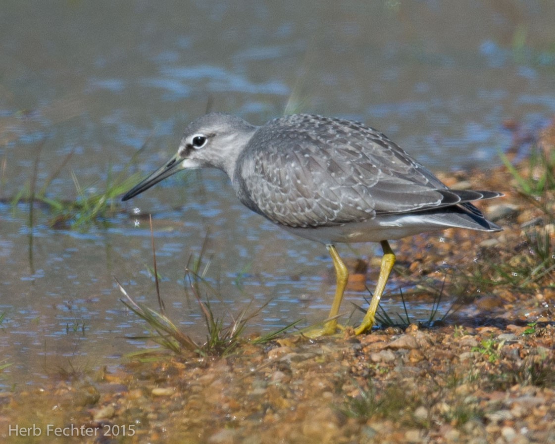 Gray-tailed Tattler - ML638194315