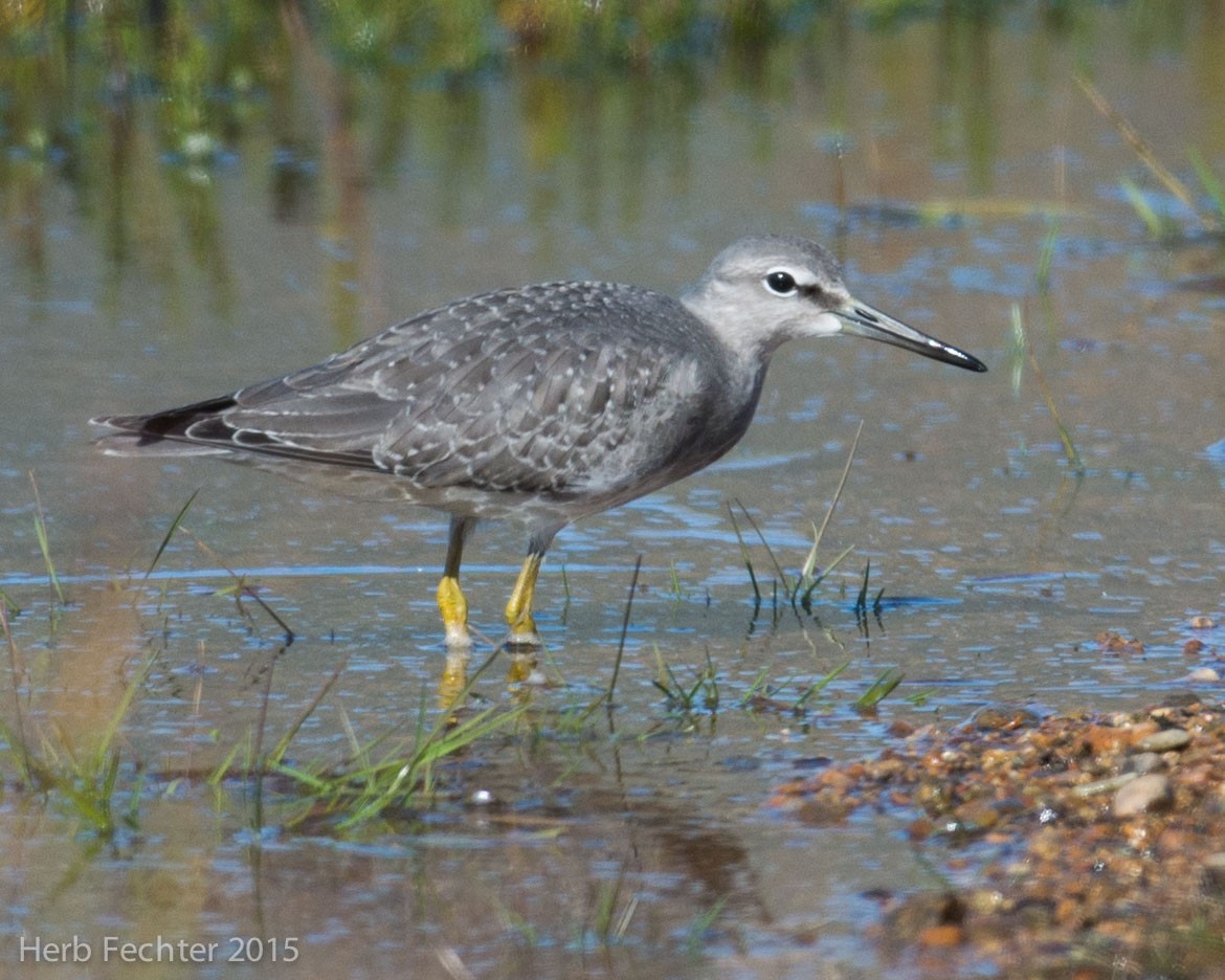 Gray-tailed Tattler - ML638194316