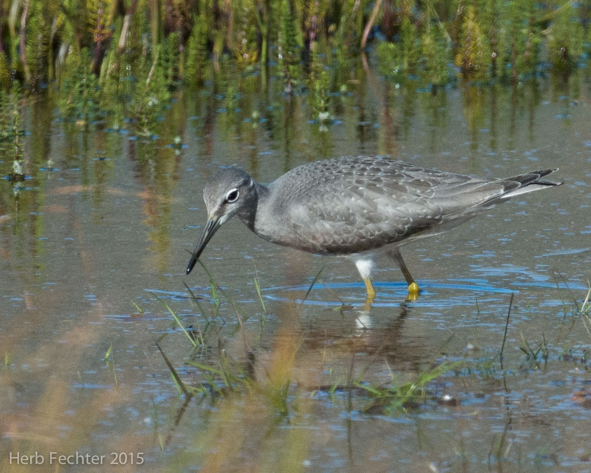 Gray-tailed Tattler - ML638194317