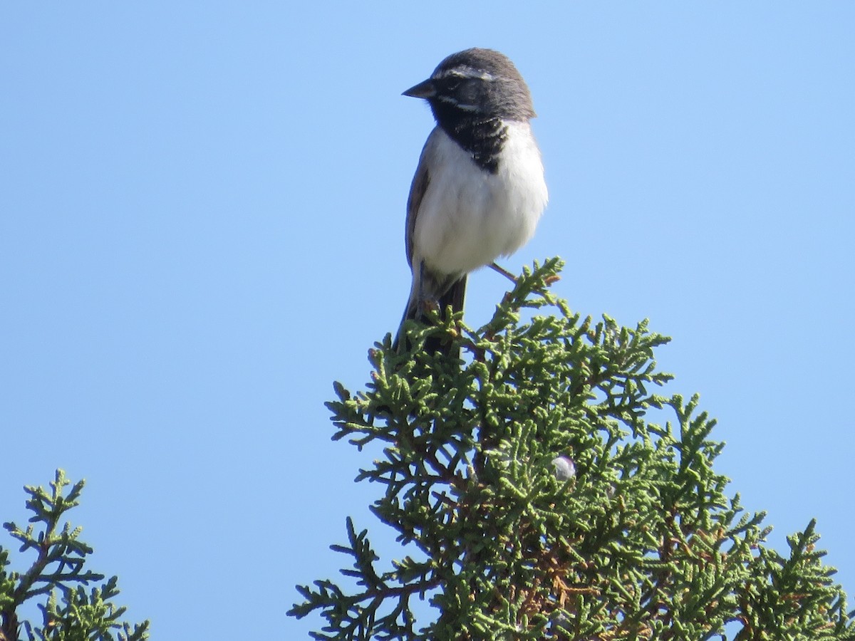 Black-throated Sparrow - ML638194329