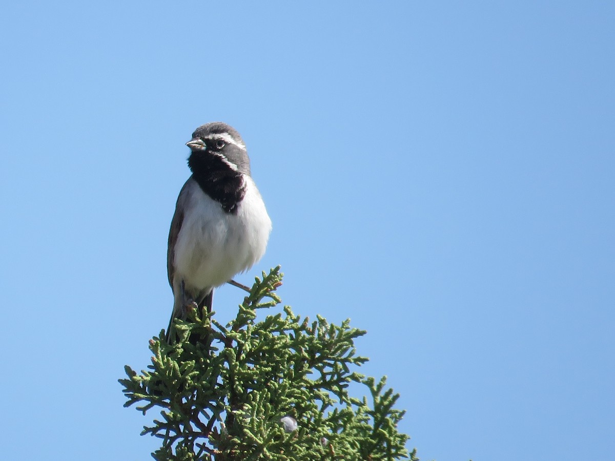 Black-throated Sparrow - ML638194330