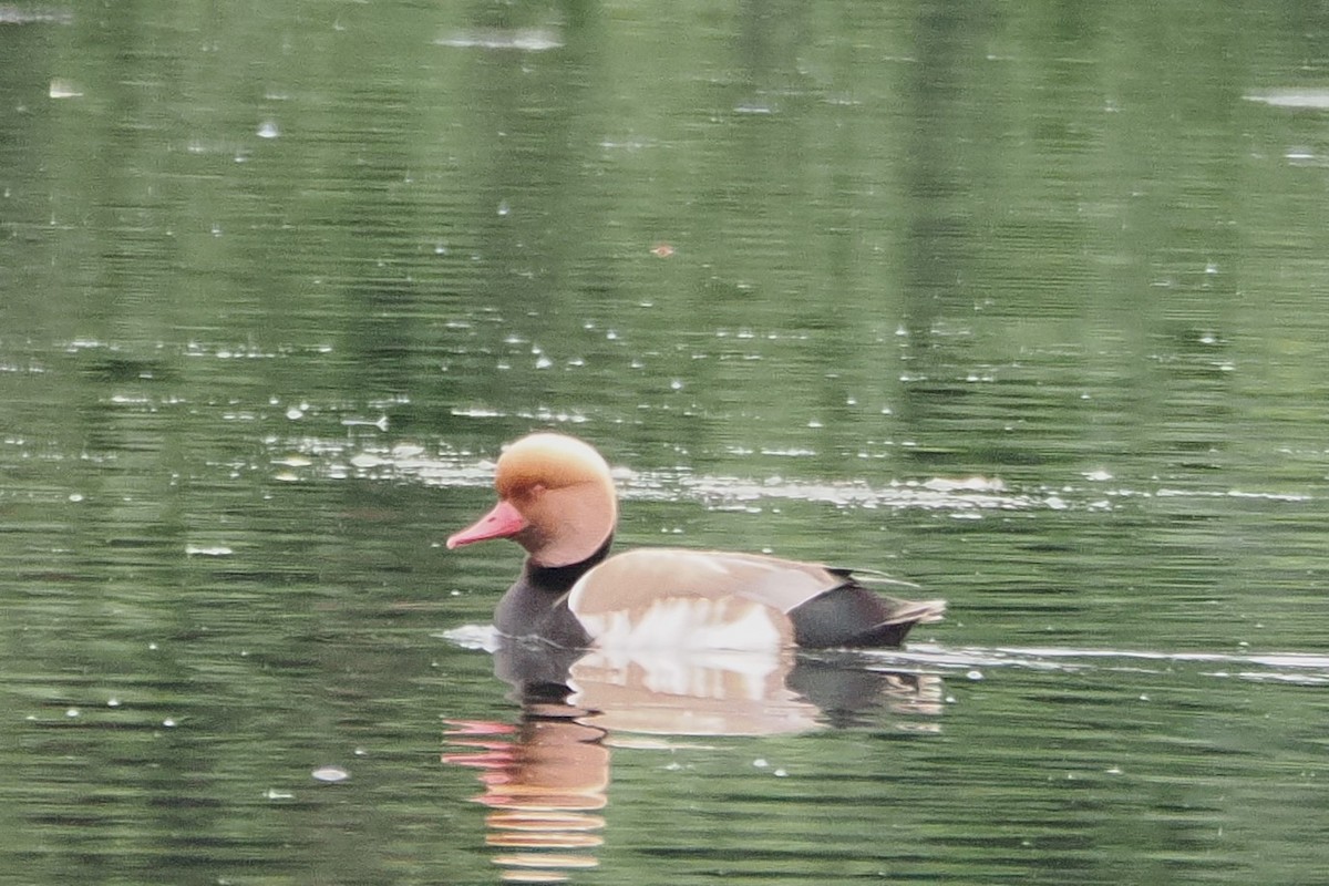 Red-crested Pochard - ML638194332