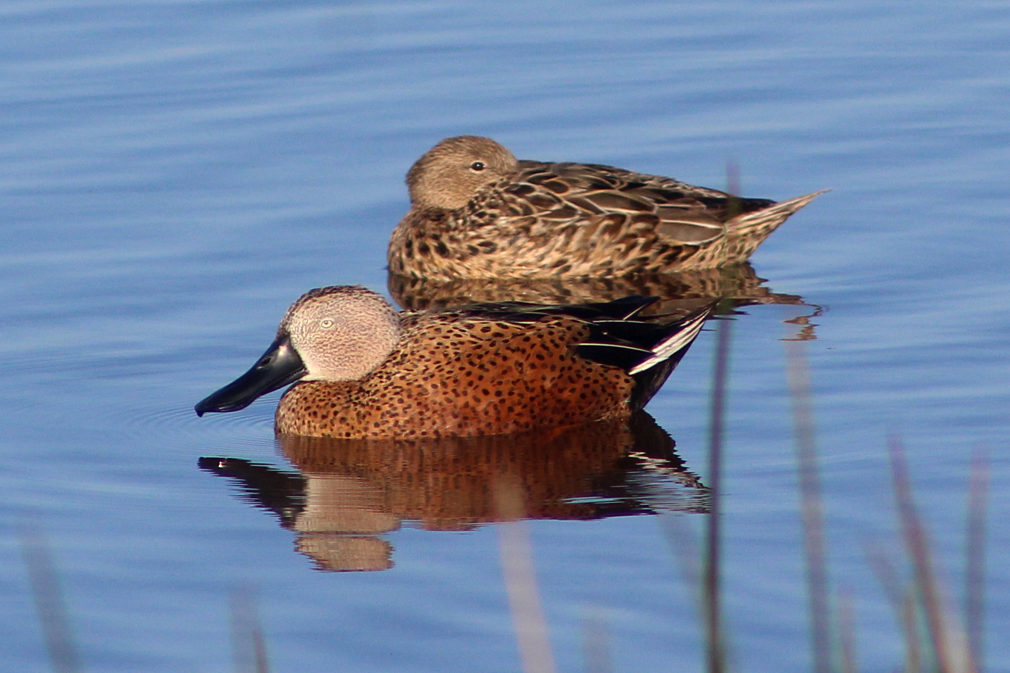Red Shoveler - ML638194349
