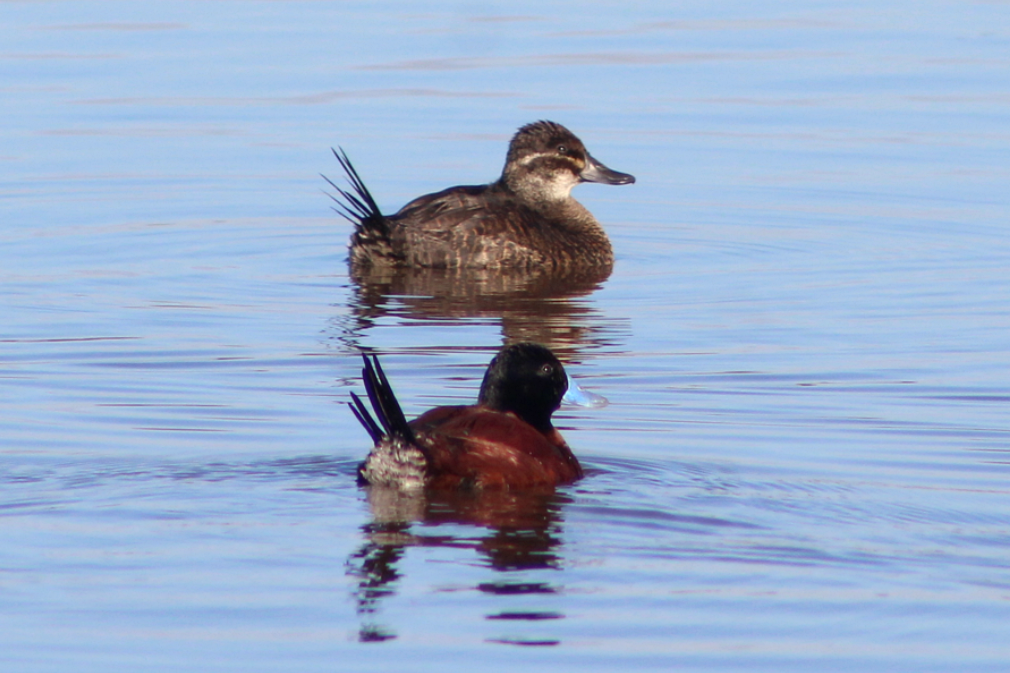 Lake Duck - ML638194363