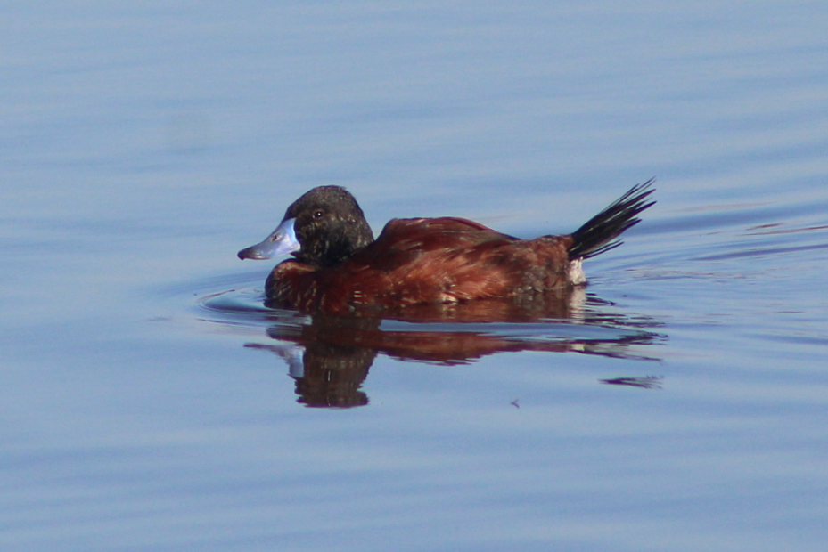 Lake Duck - ML638194365