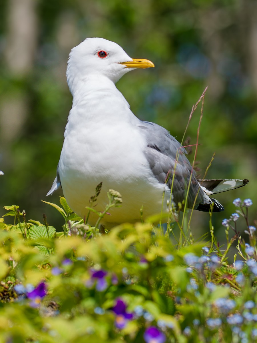 Common Gull - ML638194369