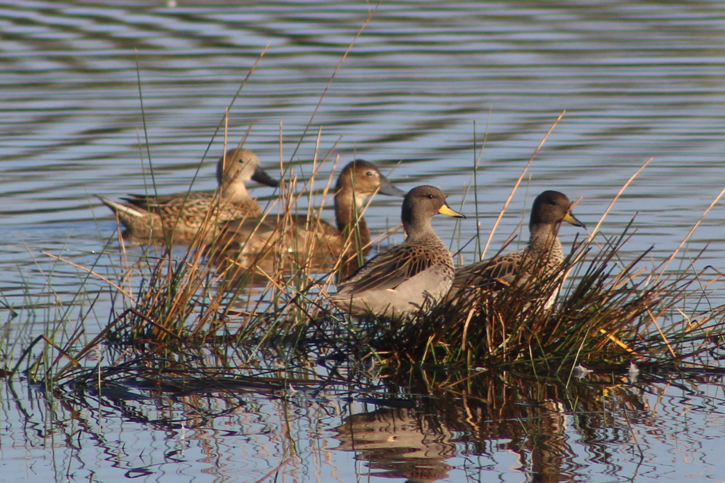 Rosy-billed Pochard - ML638194402