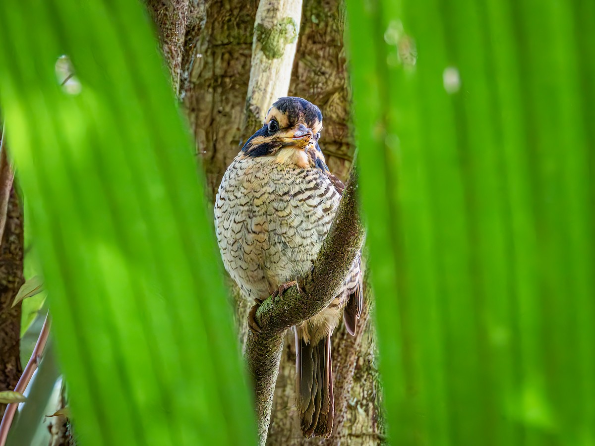 Scaly-breasted Kingfisher (Scaly-breasted) - ML638194416
