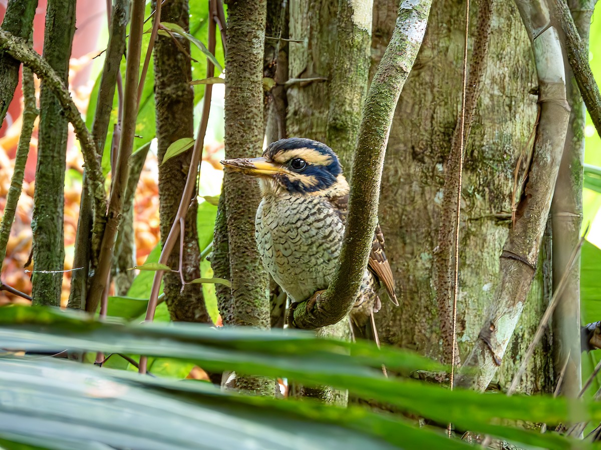 Scaly-breasted Kingfisher (Scaly-breasted) - ML638194418