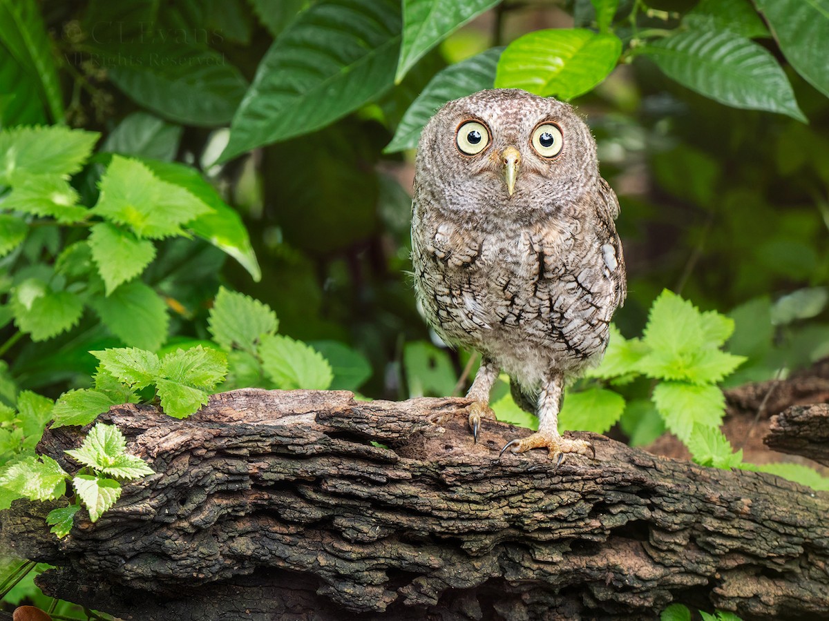Eastern Screech-Owl - ML638194433