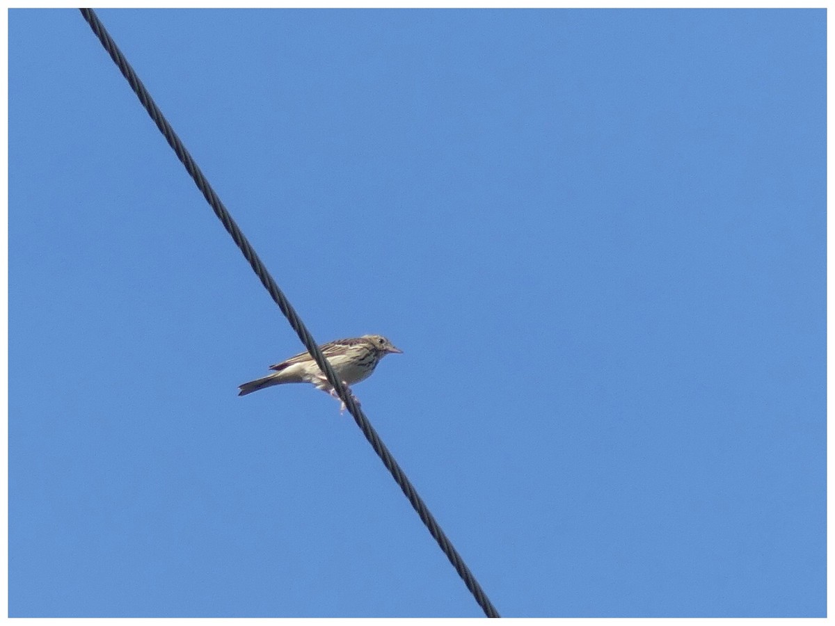 Tree Pipit - ML638194510