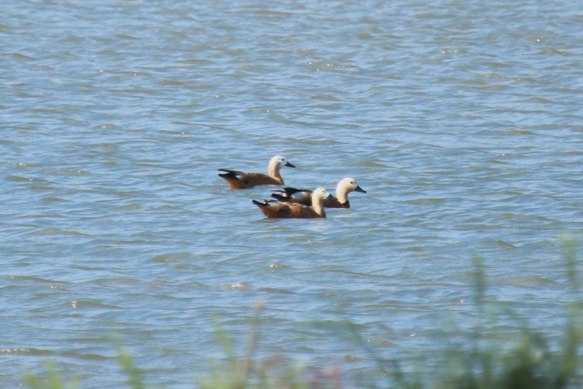 Ruddy Shelduck - ML638194541