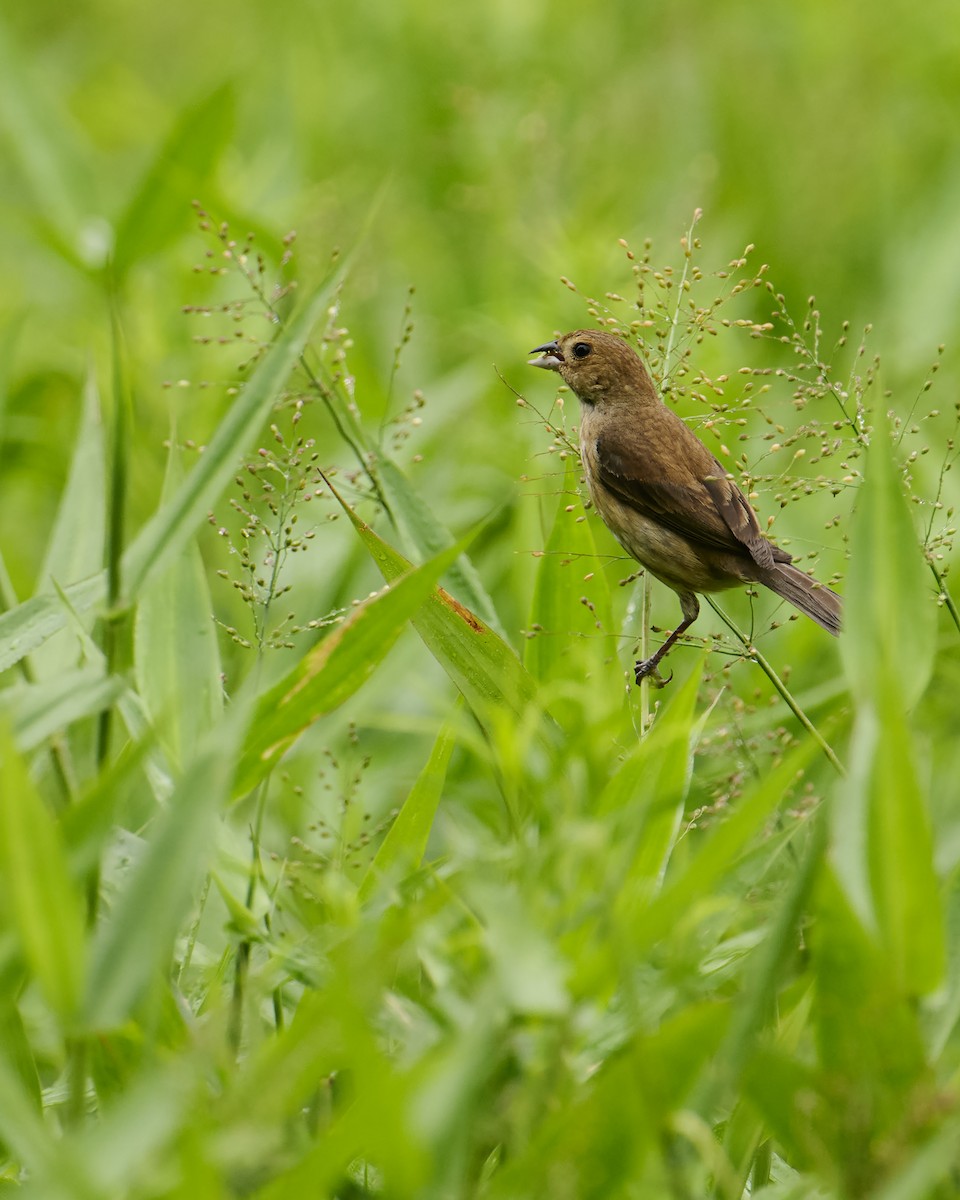 Indigo Bunting - ML638194559
