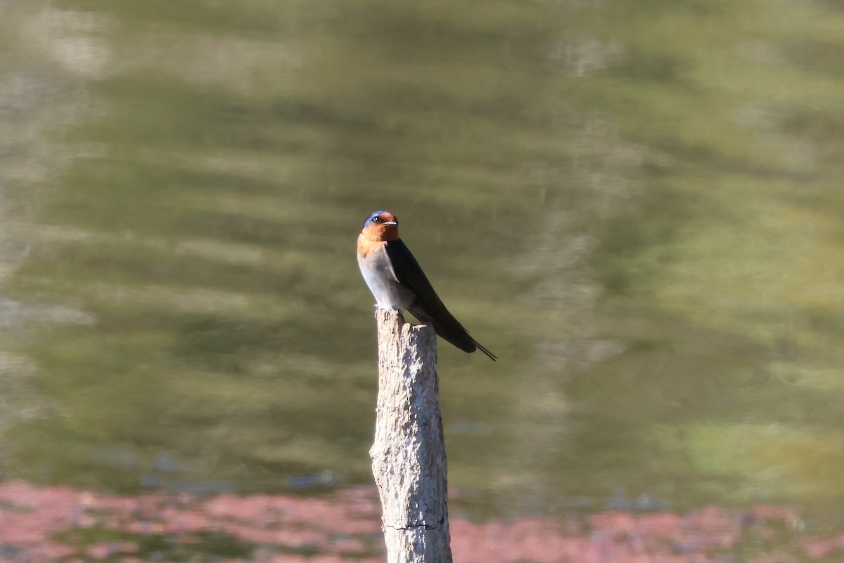 Welcome Swallow - ML638194595