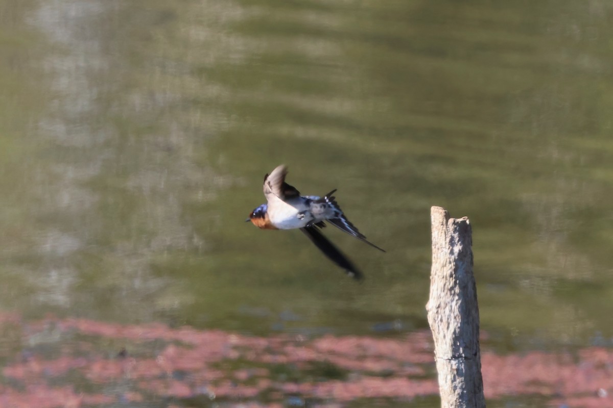 Welcome Swallow - ML638194596