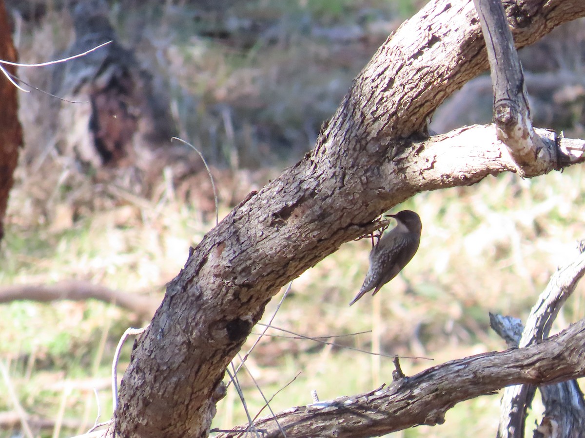 White-throated Treecreeper - ML638194606