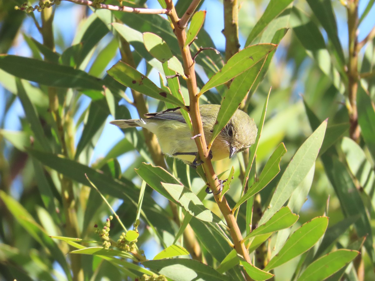 Yellow Thornbill - ML638194621