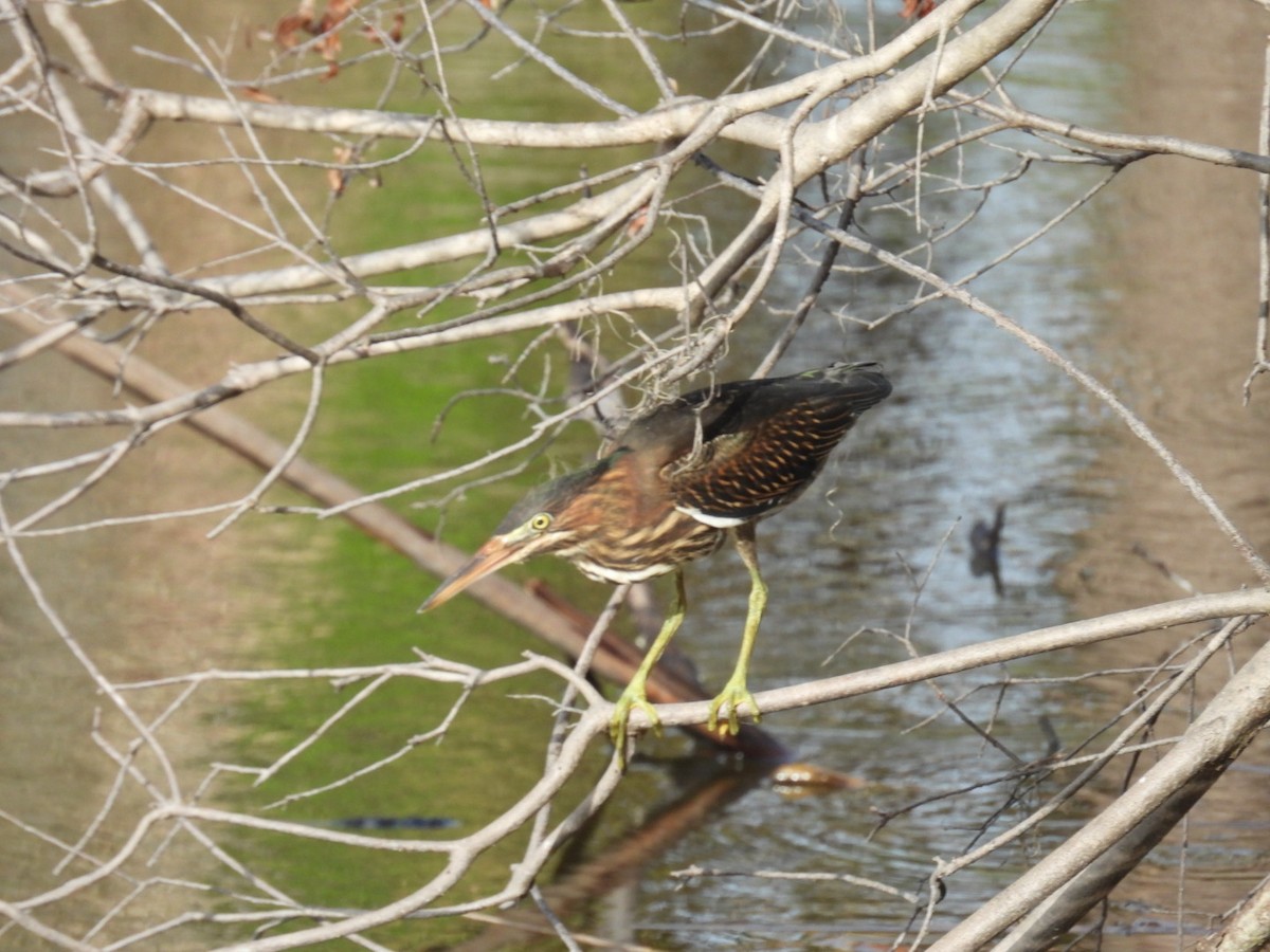 Green Heron - ML638194626