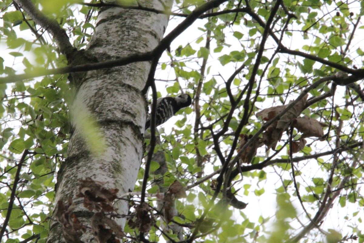 Lesser Spotted Woodpecker - ML638194627