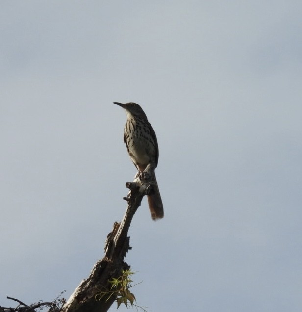 Brown Thrasher - ML638194633