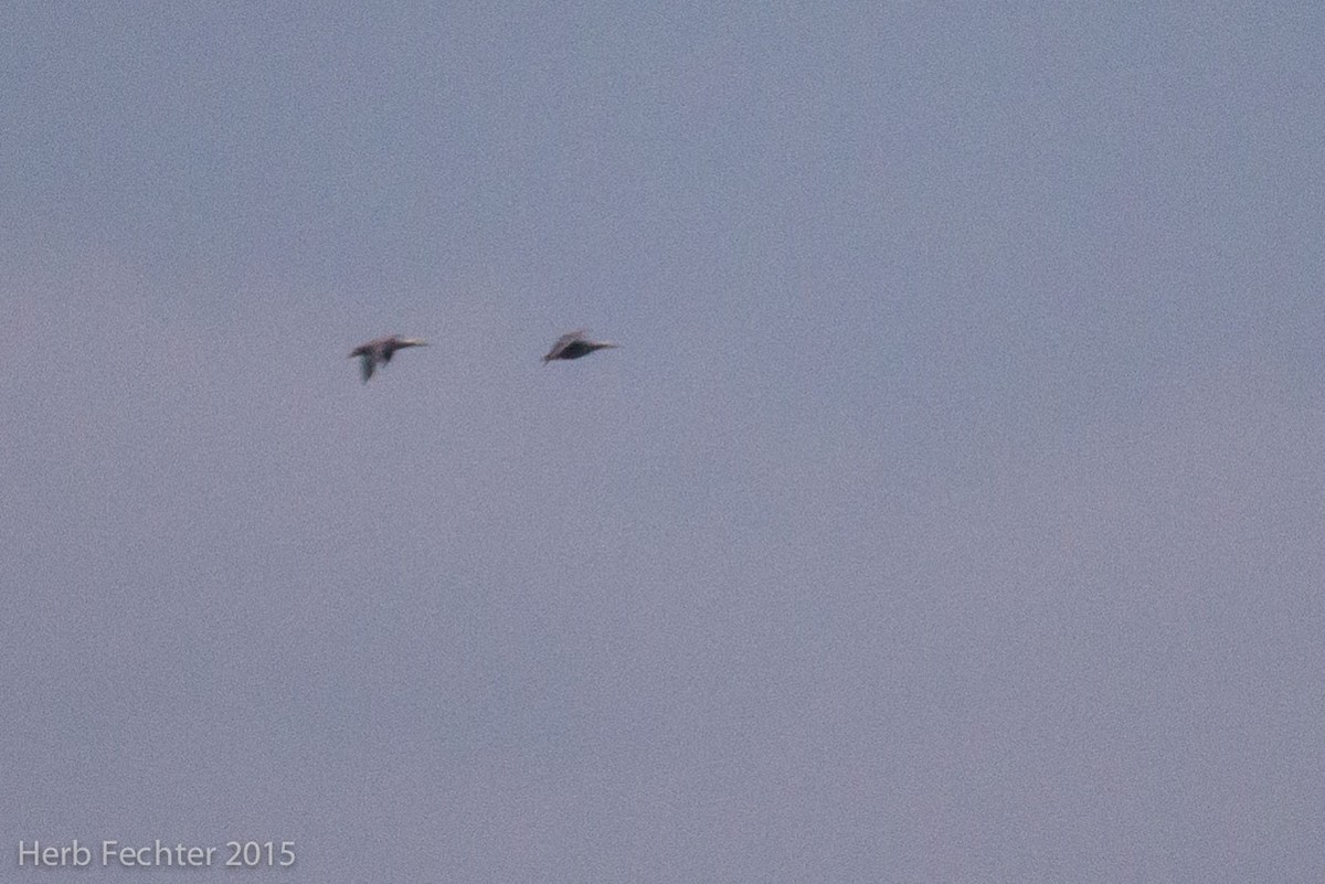 Emperor Goose - ML638194659