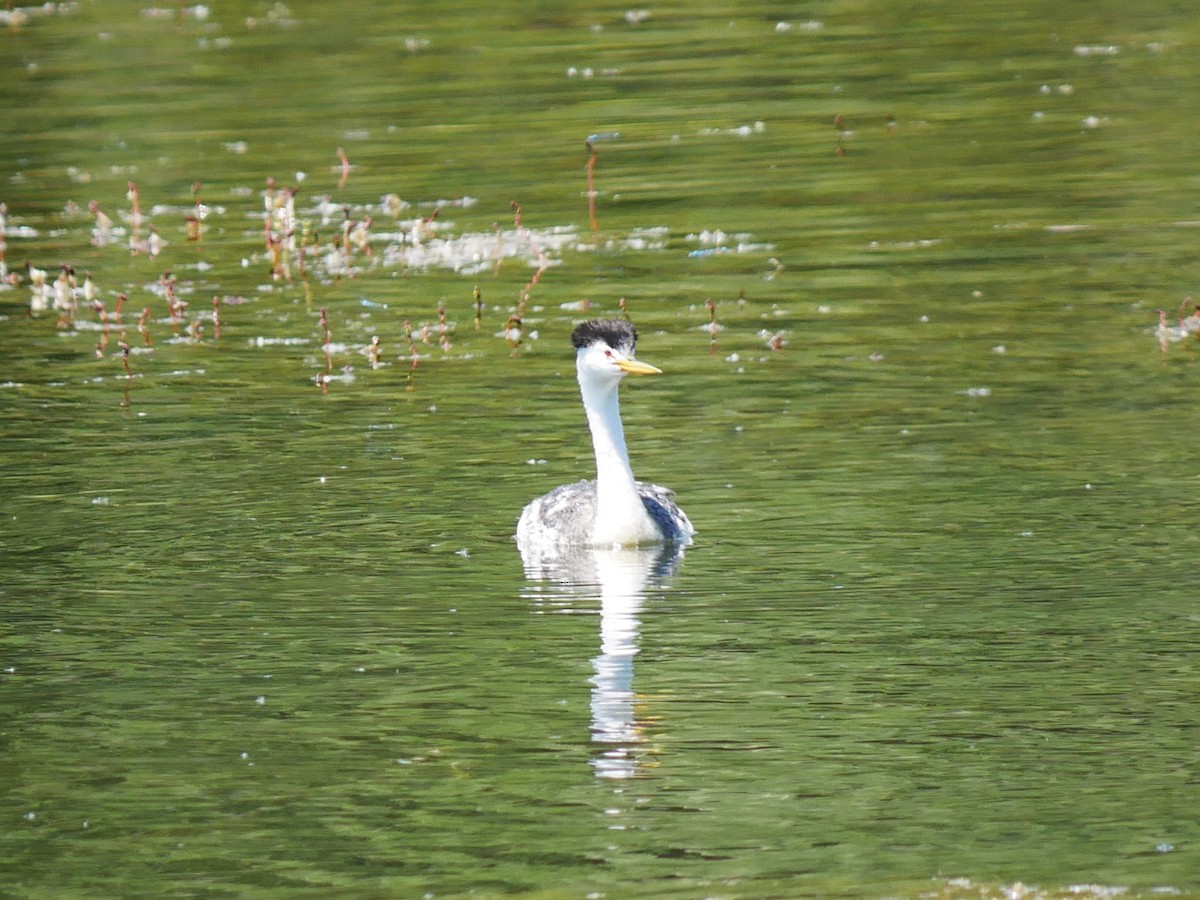 Clark's Grebe - ML638194672