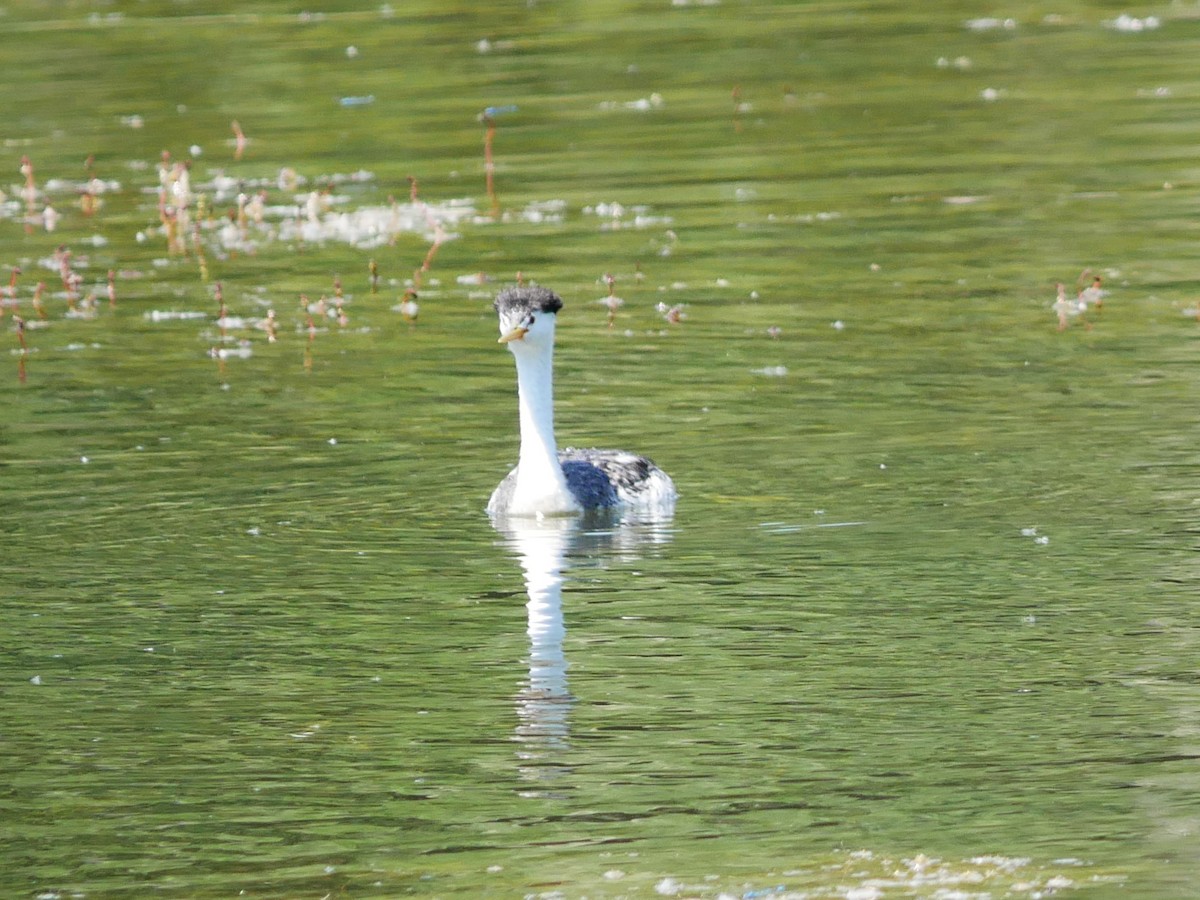 Clark's Grebe - ML638194673