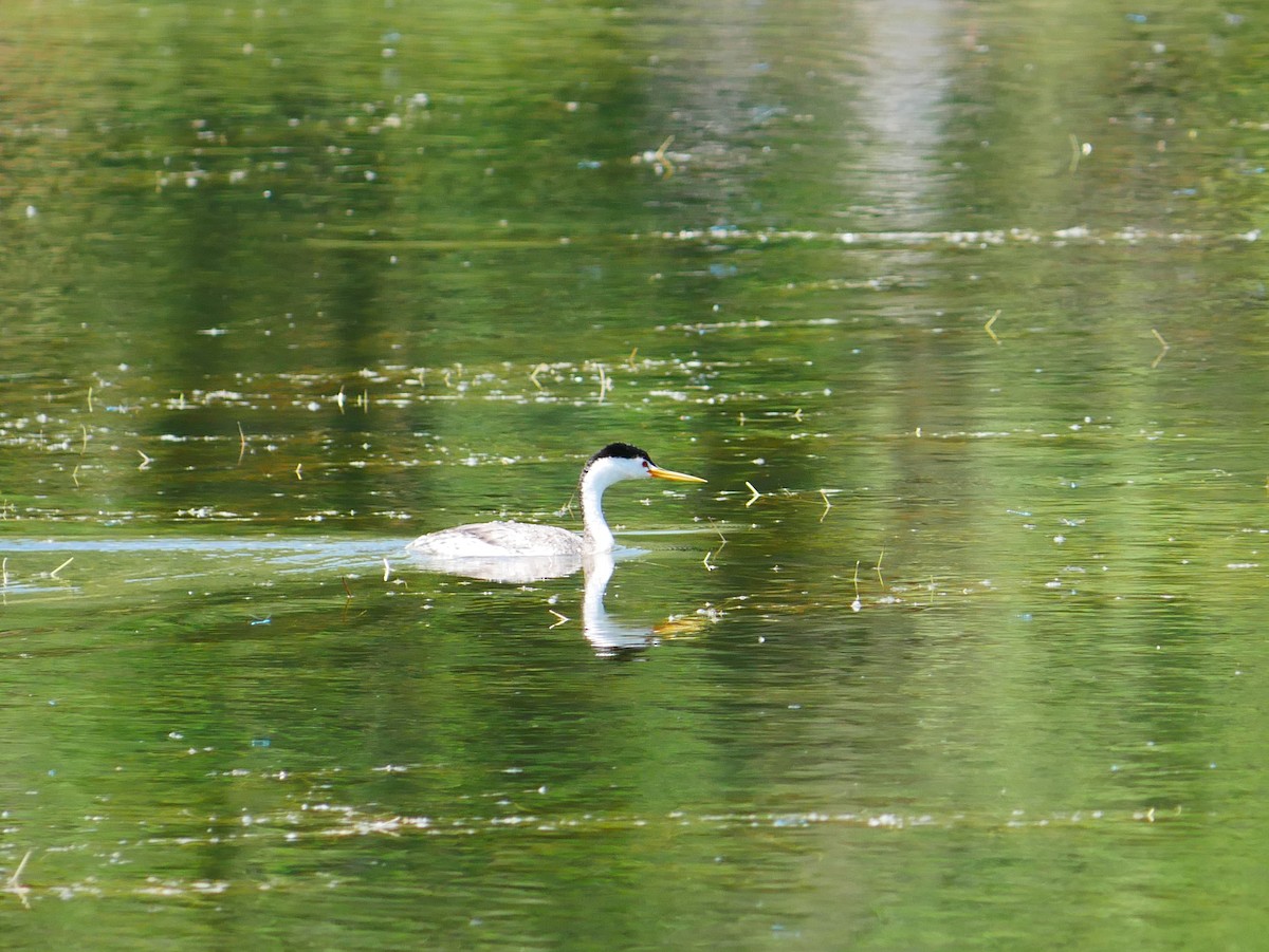 Clark's Grebe - ML638194676
