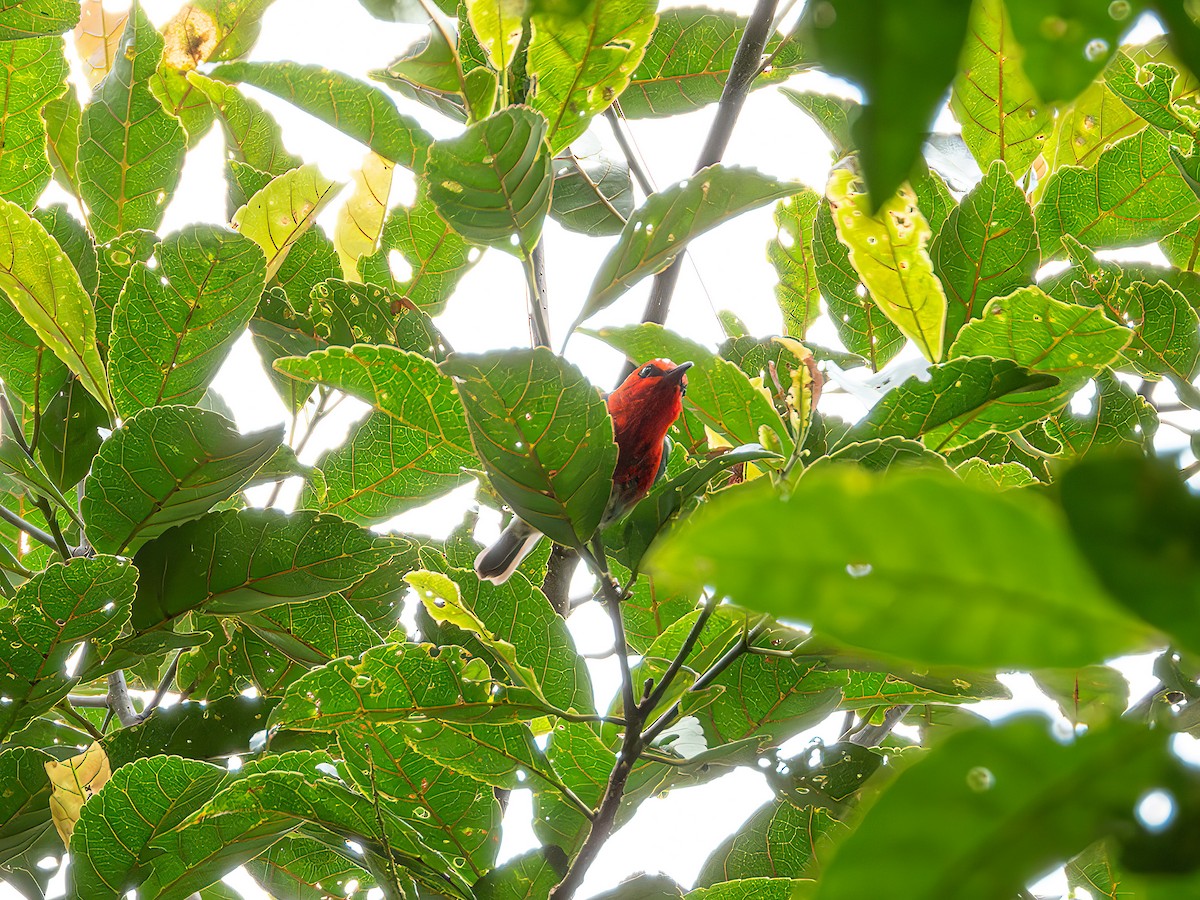 Sulawesi Myzomela - ML638194684