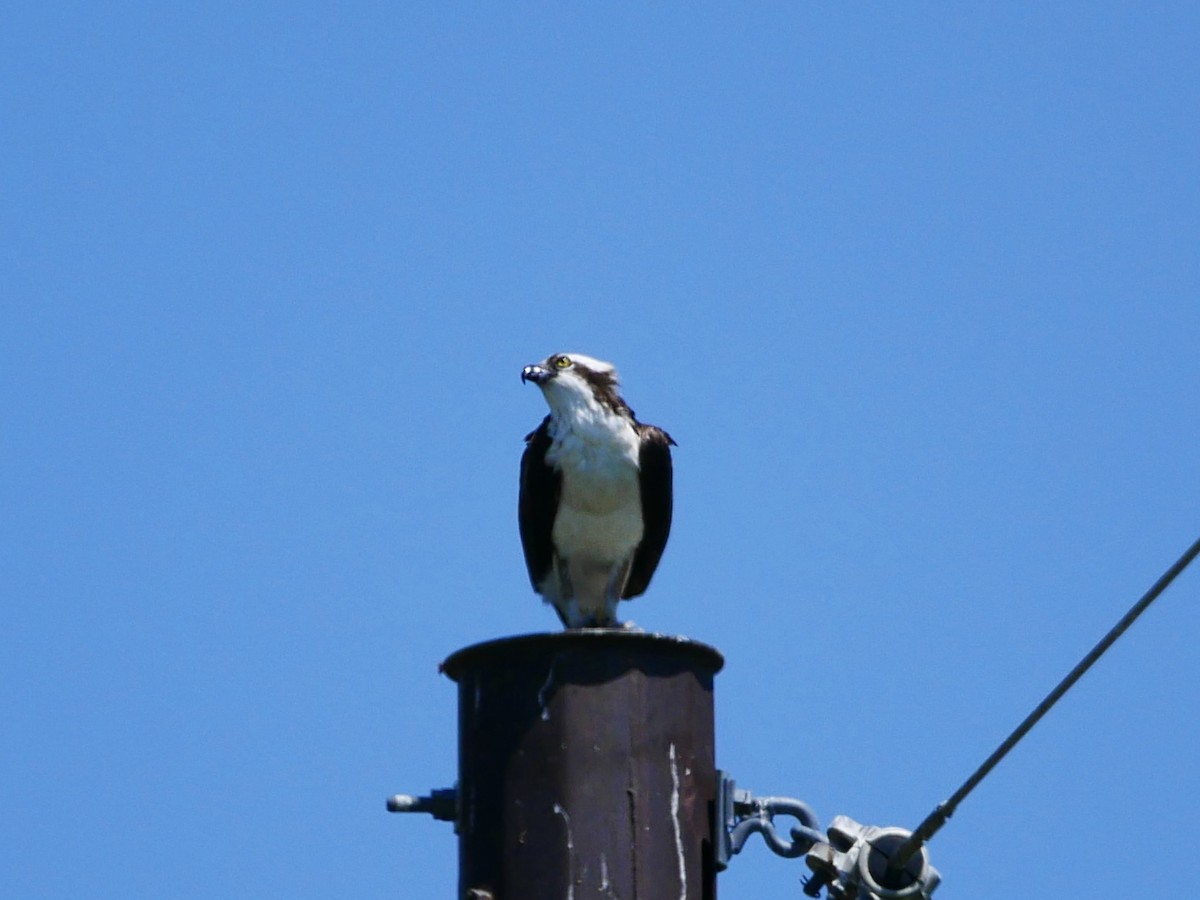 Osprey - ML638194696