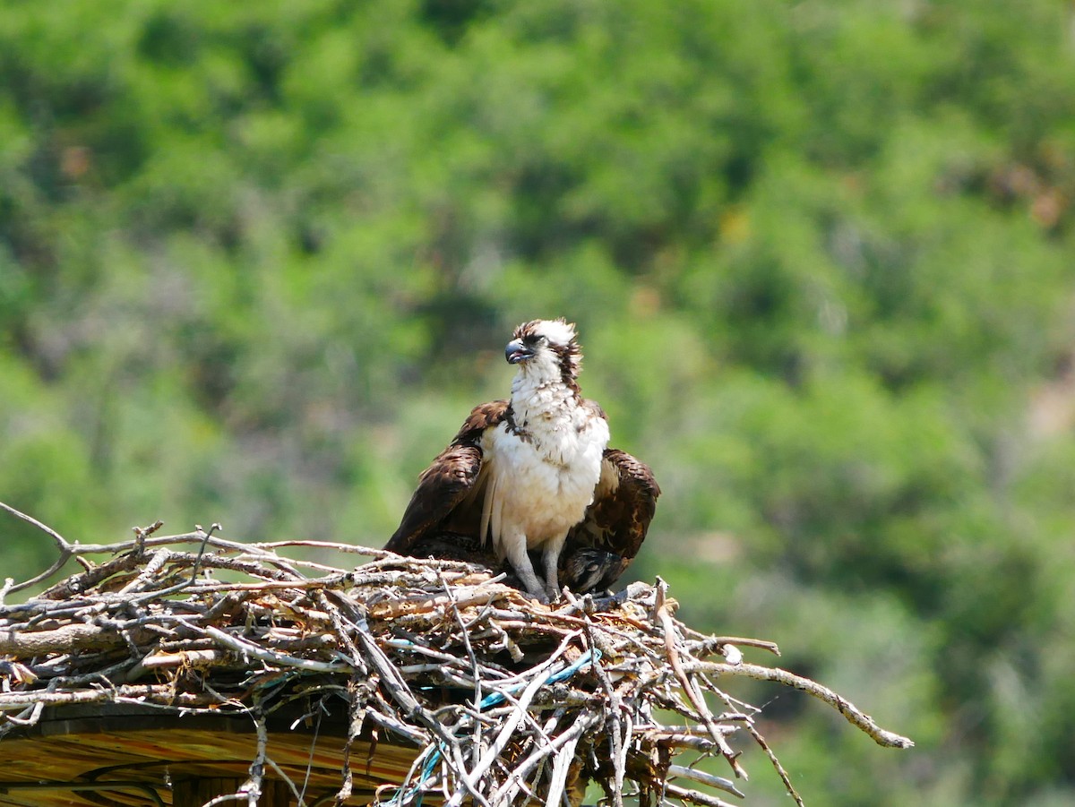 Osprey - ML638194697